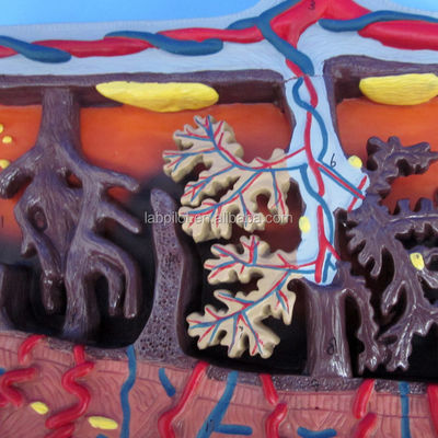 Vivid Placenta Model 3D Placenta Tissue and Umbilical Cord for Anatomy Demonstrations