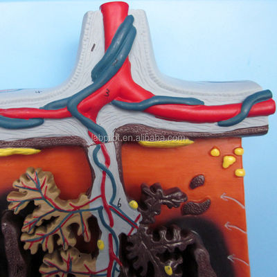 Vivid Placenta Model 3D Placenta Tissue and Umbilical Cord for Anatomy Demonstrations