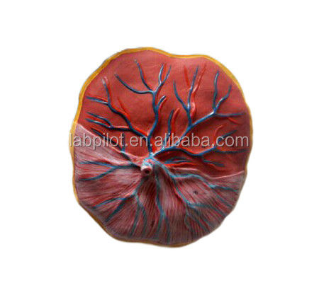 Medical Science Human 3D Placenta and Umbilical Cord Model with Detailed Anatomy
