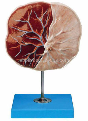 Medical Science Human 3D Placenta and Umbilical Cord Model with Detailed Anatomy