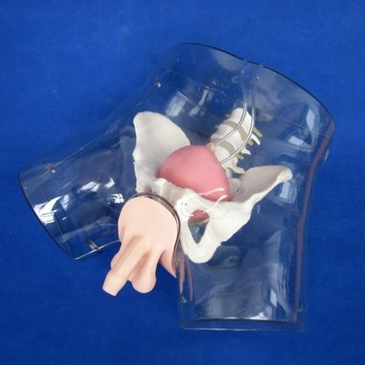 Experience Realism with this Comprehensive Male Urethral Catheterization Simulator Training Doll