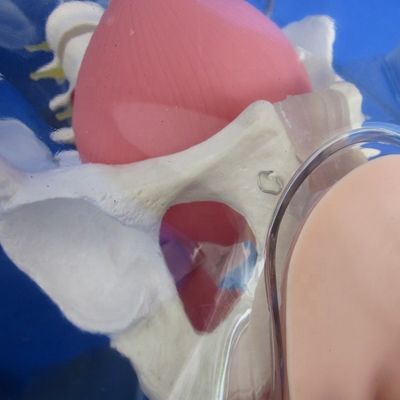 Experience Realism with this Comprehensive Male Urethral Catheterization Simulator Training Doll