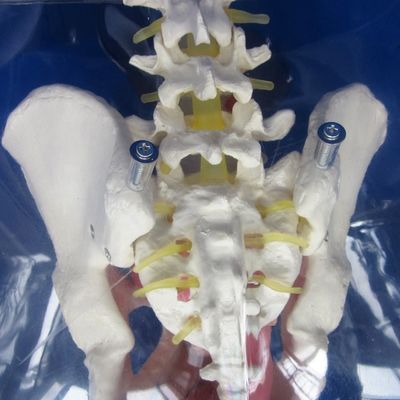 Experience Realism with this Comprehensive Male Urethral Catheterization Simulator Training Doll