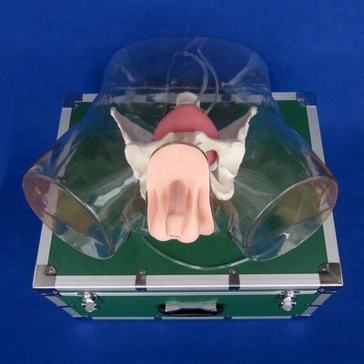 Experience Realism with this Comprehensive Male Urethral Catheterization Simulator Training Doll