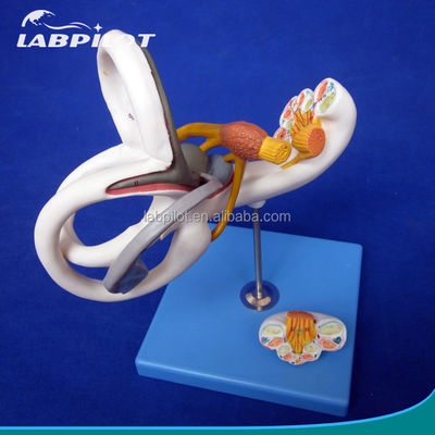 Human Medical 3D Ear Model for Teaching Labyrinth Anatomy Displaying Ear Components