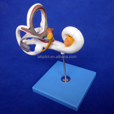 Human Medical 3D Ear Model for Teaching Labyrinth Anatomy Displaying Ear Components