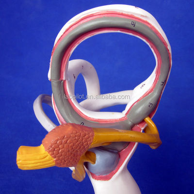 Human Medical 3D Ear Model for Teaching Labyrinth Anatomy Displaying Ear Components