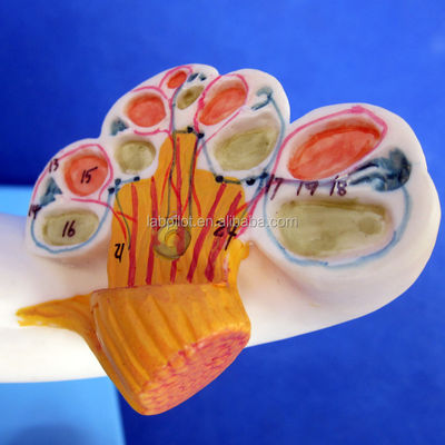 Human Medical 3D Ear Model for Teaching Labyrinth Anatomy Displaying Ear Components
