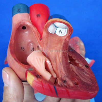 Human Respiratory System Model 3D Larynx Trachea Heart and Lung for Medical Education