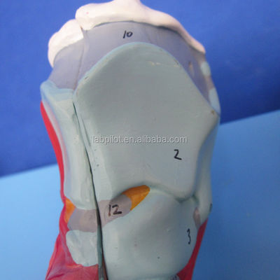 Human Respiratory System Model 3D Larynx Trachea Heart and Lung for Medical Education
