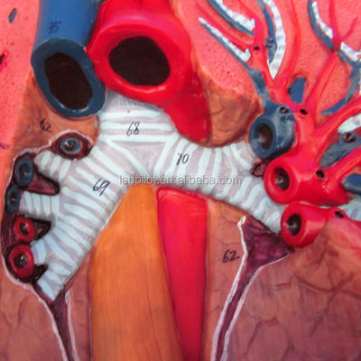 Human Respiratory System Model 3D Larynx Trachea Heart and Lung for Medical Education
