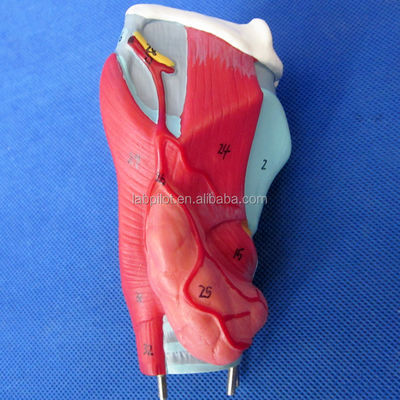 Human Respiratory System Model 3D Larynx Trachea Heart and Lung for Medical Education
