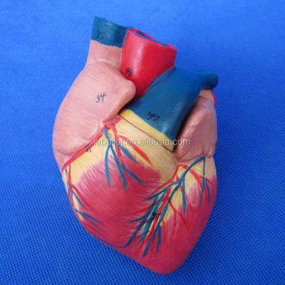 Human Respiratory System Model 3D Larynx Trachea Heart and Lung for Medical Education