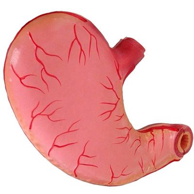 Advanced PVC Medical Teaching Model for Hospitals Human Stomach Anatomical Model