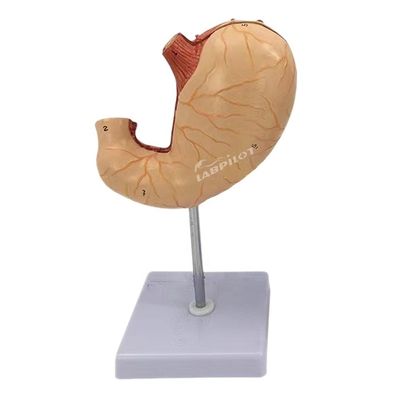 Advanced PVC Medical Teaching Model for Hospitals Human Stomach Anatomical Model