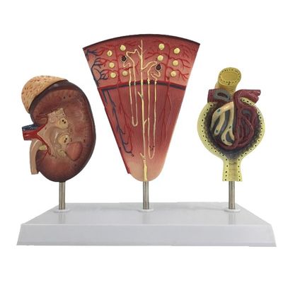Human Urinary System Model for Teaching Detailed Kidney Nephron and Glomerulus Anatomy