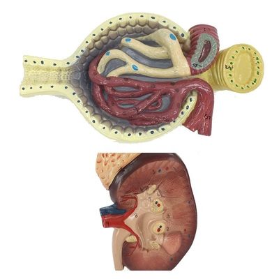 Human Urinary System Model for Teaching Detailed Kidney Nephron and Glomerulus Anatomy