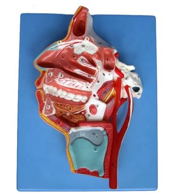 Detailed Face Nerves and Vessels Model Advanced PVC Material for Comprehensive Stud