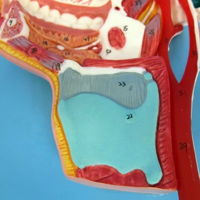Detailed Face Nerves and Vessels Model Advanced PVC Material for Comprehensive Stud
