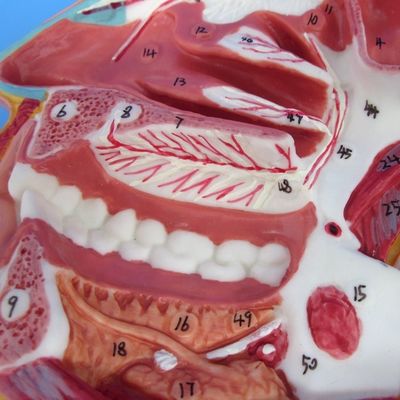 Detailed Face Nerves and Vessels Model Advanced PVC Material for Comprehensive Stud