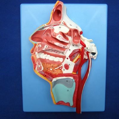 Detailed Face Nerves and Vessels Model Advanced PVC Material for Comprehensive Stud
