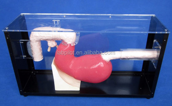 Advanced Gastroscopic Examination and ERCP Training Model for Gastrointestinal Lesions