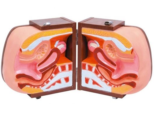Advantage Vivid Anatomical Structure for IUD Training Contraception in Medical Science