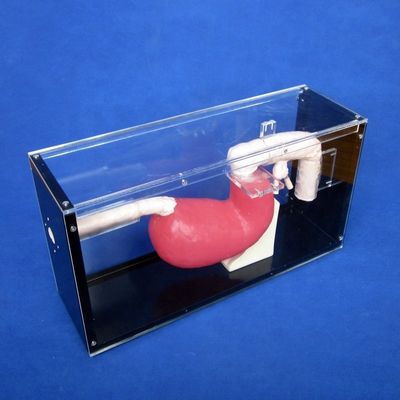 Medical Esophagoscope Training Gastroscope and ERCP Trainer for Gastrointestinal Lesions