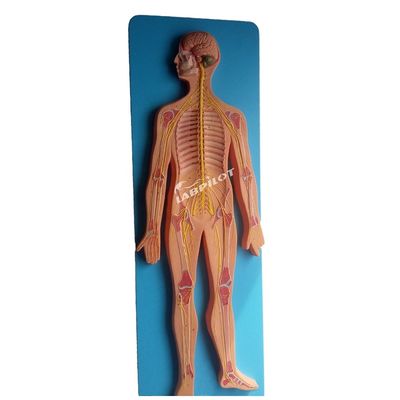 Medical Science Anatomical Model of Human Nervous System for Hospitals and Clinics