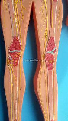 Medical Science Anatomical Model of Human Nervous System for Hospitals and Clinics