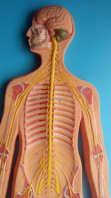 Medical Science Anatomical Model of Human Nervous System for Hospitals and Clinics