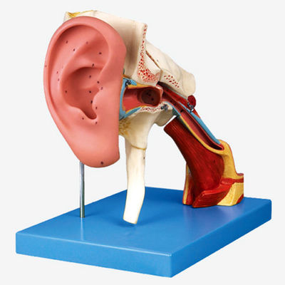 Advanced PVC Ear Anatomy Teaching Model 4 Times Amplified Structure Outer and Middle Ear