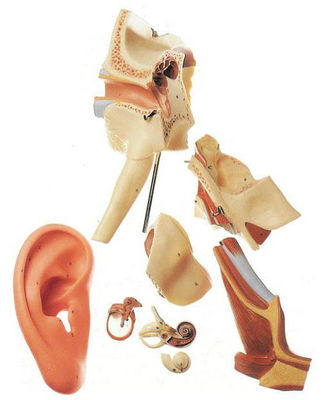 Advanced PVC Ear Anatomy Teaching Model 4 Times Amplified Structure Outer and Middle Ear