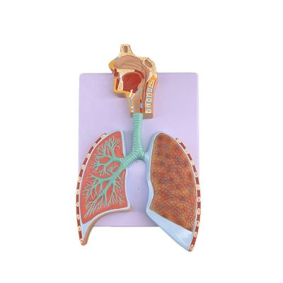 Advanced PVC Lung Anatomy Model for Accurate Demonstration of Respiratory System