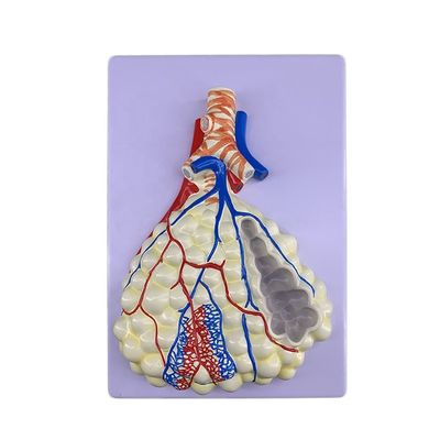 Advanced PVC Lung Anatomy Model for Accurate Demonstration of Respiratory System