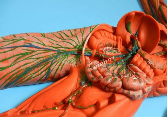 Human Immune System Anatomical Teaching Model 3D Simulator for Lymphatic System Organ