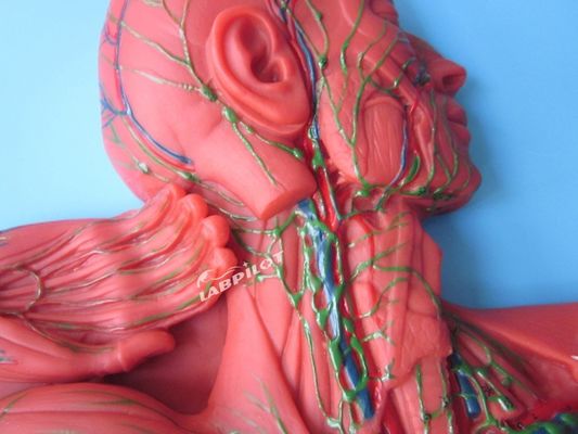 Human Immune System Anatomical Teaching Model 3D Simulator for Lymphatic System Organ