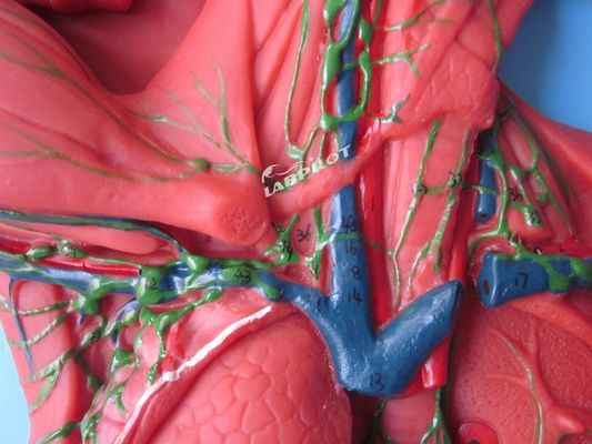 Human Immune System Anatomical Teaching Model 3D Simulator for Lymphatic System Organ