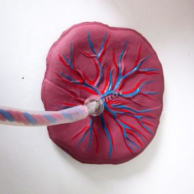 Advanced PVC Placental Care Model Newborn Baby Manikin for Healthcare Professionals