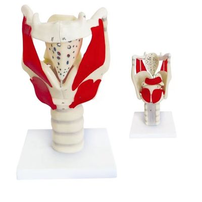 Anatomical Demonstration HOT Larynx Functional Model Advanced PVC for Throat Teaching