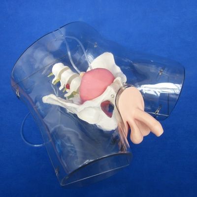Manikin for Patients Care Demonstration Transparent Urethral Catheterization Training