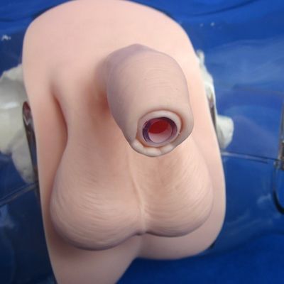 Manikin for Patients Care Demonstration Transparent Urethral Catheterization Training