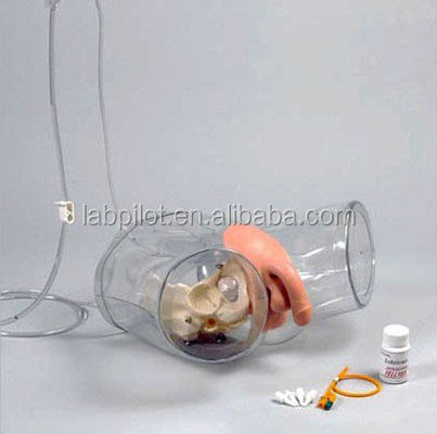 Manikin for Patients Care Demonstration Transparent Urethral Catheterization Training