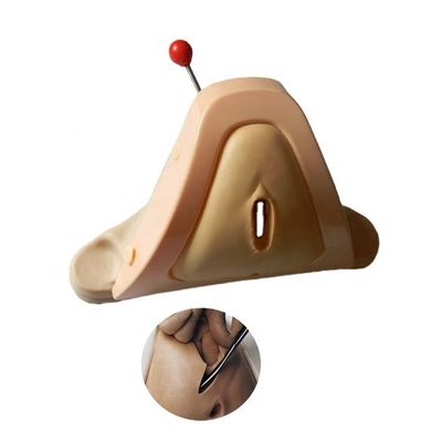 Advanced PVC Obstetrics-Gynecology Model for Teaching Economic Skills Lab Techniques