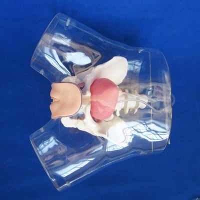 Advanced PVC Transparent Female Urethral Catheterization Trainer for Nursing Training