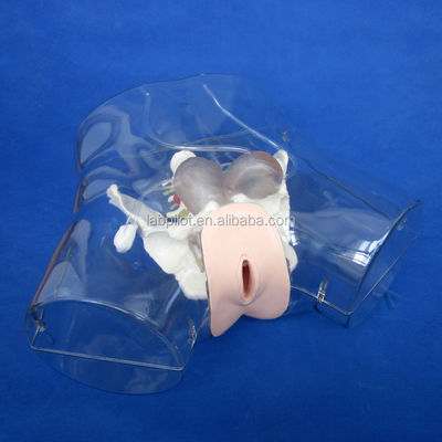Manikin Transparent Dilatation and Curettage of Uterine Manikin for Abortion Training