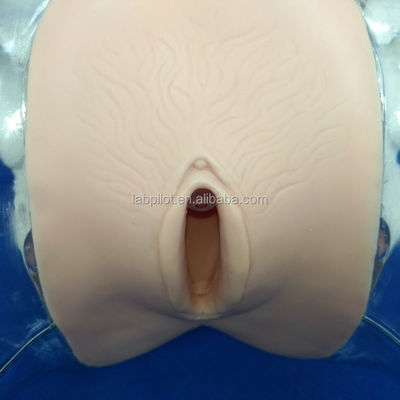 Manikin Transparent Dilatation and Curettage of Uterine Manikin for Abortion Training