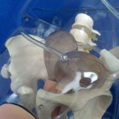 Manikin Transparent Dilatation and Curettage of Uterine Manikin for Abortion Training