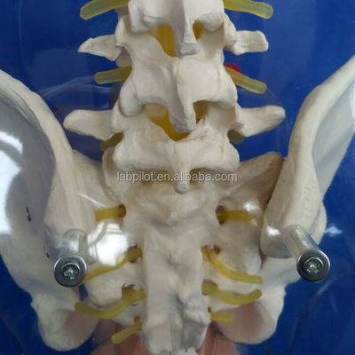 Manikin Transparent Dilatation and Curettage of Uterine Manikin for Abortion Training
