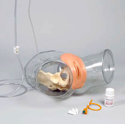 Advanced PVC Transparent Female Urethral Catheterization Trainer for Nursing Training